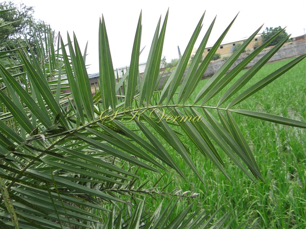  Leaf